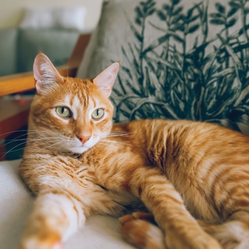 Welcome to elevated, pet-friendly living in Merriweather District. 🐾
You and your furry-friend will both love taking catnaps in your inviting residence.
#JuniperMerriweather #LiveMerriweather #ColumbiaApartments #ColumbiaLiving Instagram Image4